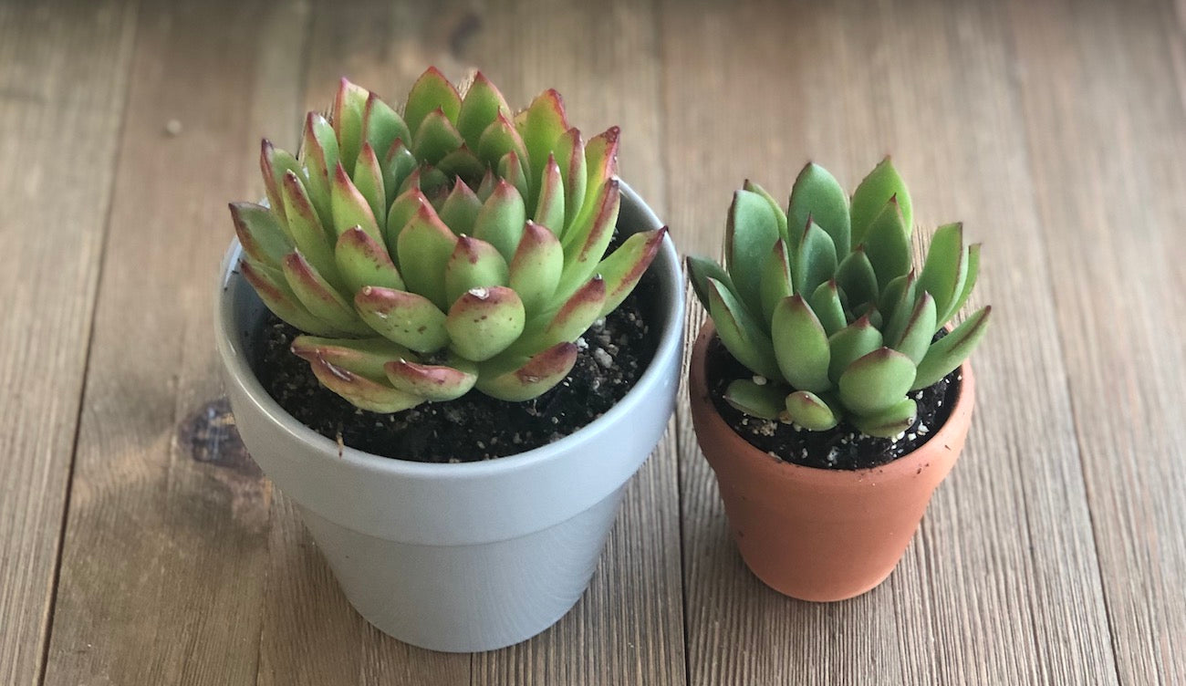 Large and small Echeveria agavoides in pots