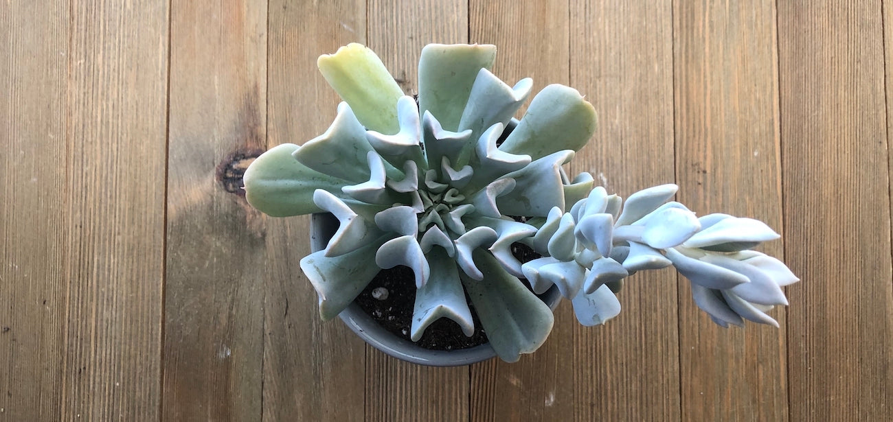 Mature blooming Echeveria Topsy Turvy