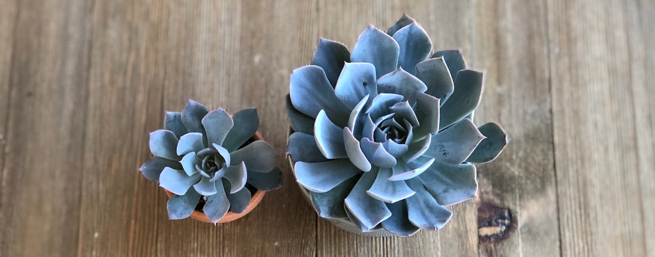 Large and small Echeveria Morning Beauty