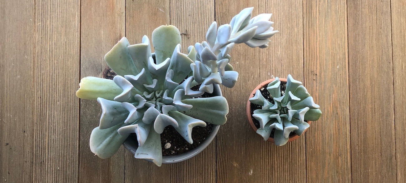 Small and large Echeveria Topsy Turvy