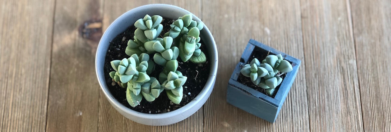 Large and small Ice Plant Succulent in pots