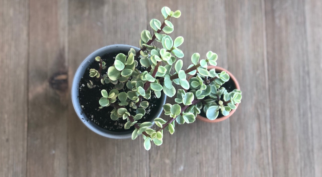 Small and large Portulacaria afra Elephant Bush