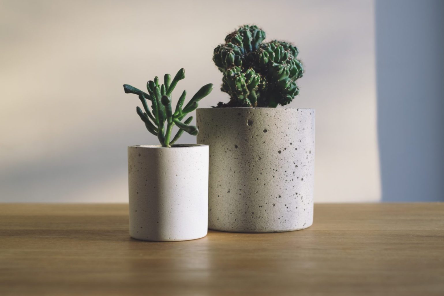 HOW TO KEEP SUCCULENTS ALIVE INDOORS