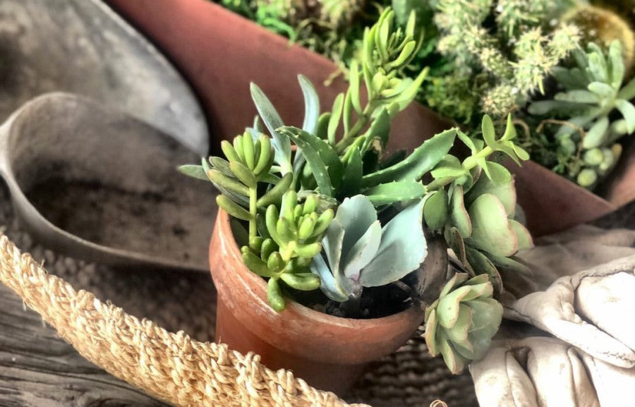 The Best Succulents for Fall Season