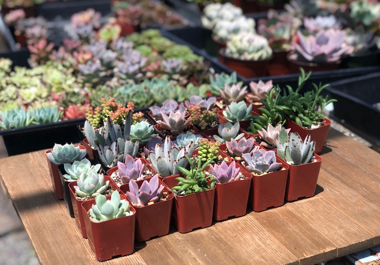 New To Succulents Placement Precautions Tips