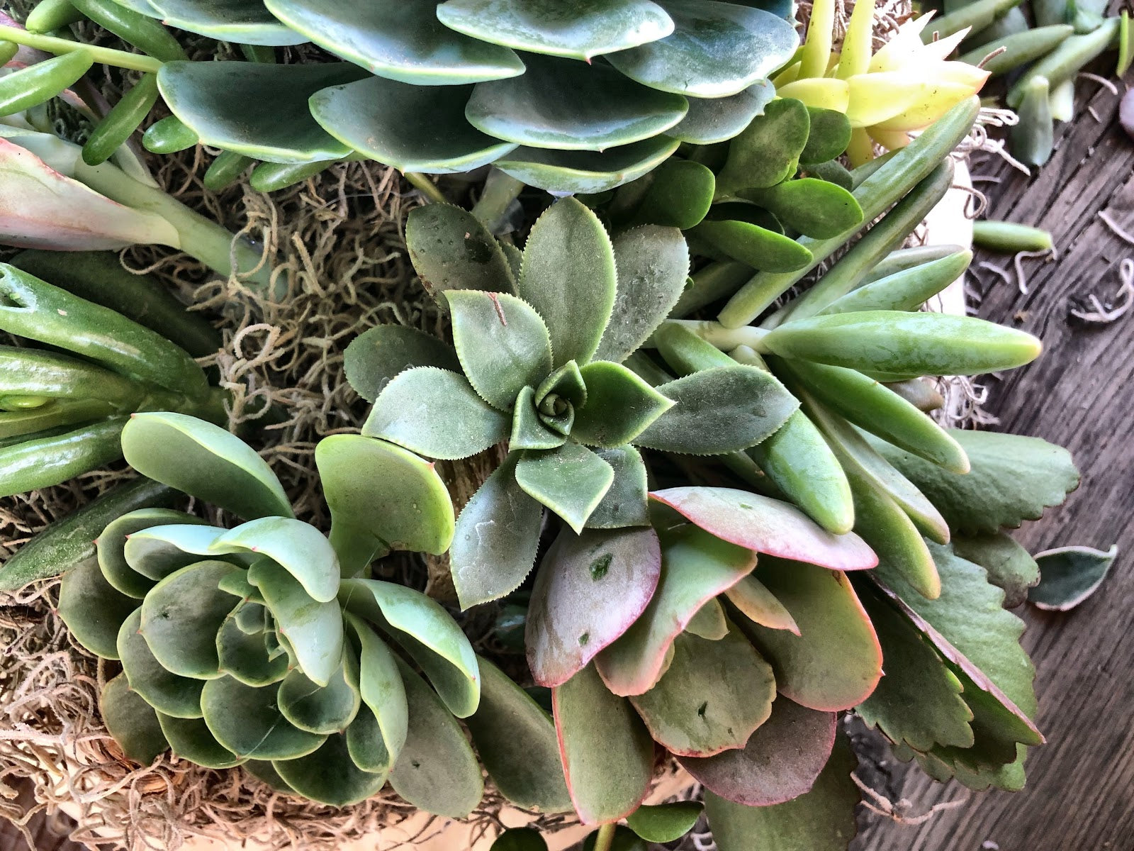 Cover hot glue parts with more succulent cuttings