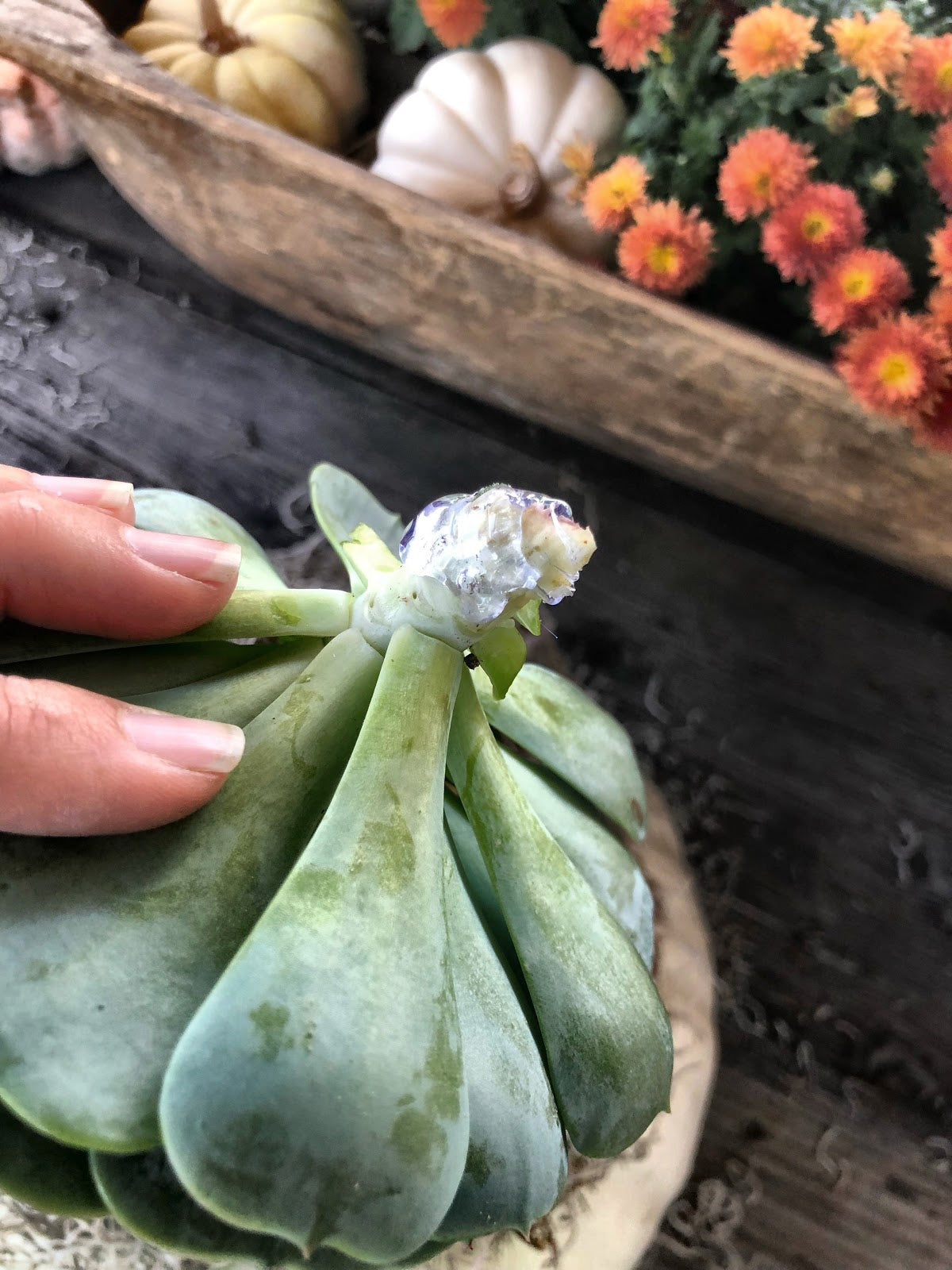 Add hot glue to succulent cutting stem