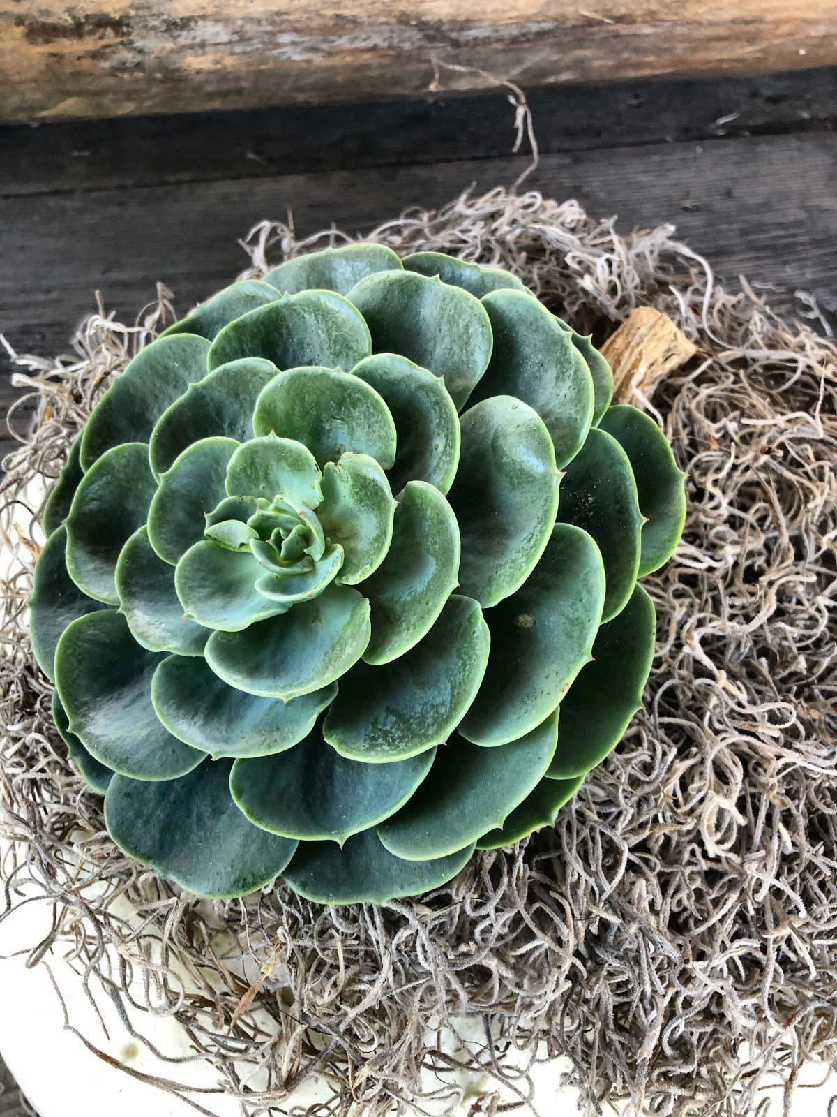 Succulent pumpkin! Just get a pumpkin and spray Elmer's adhesive spray glue  on top, stick on some Spanish moss and then gl…