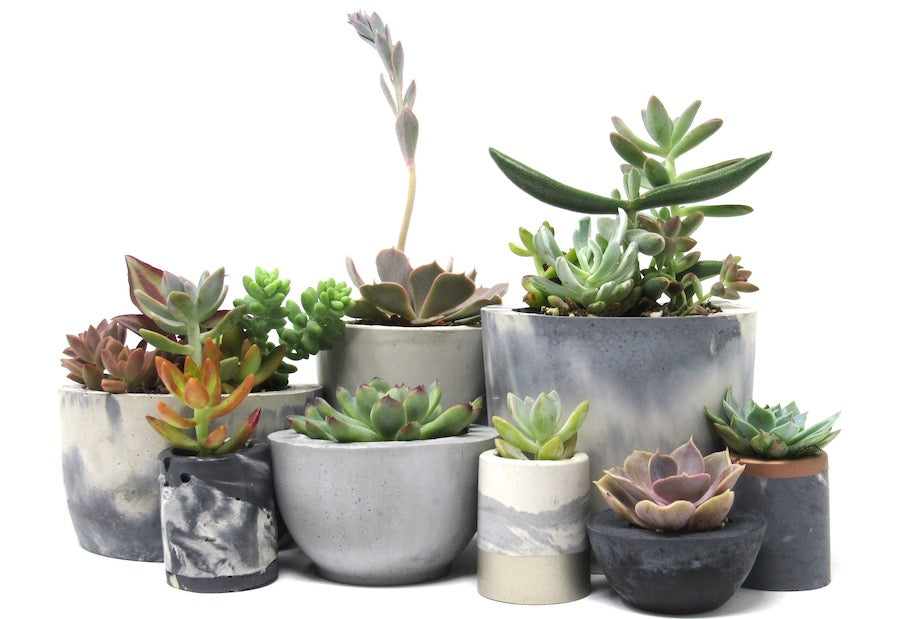Do succulents like small pots?