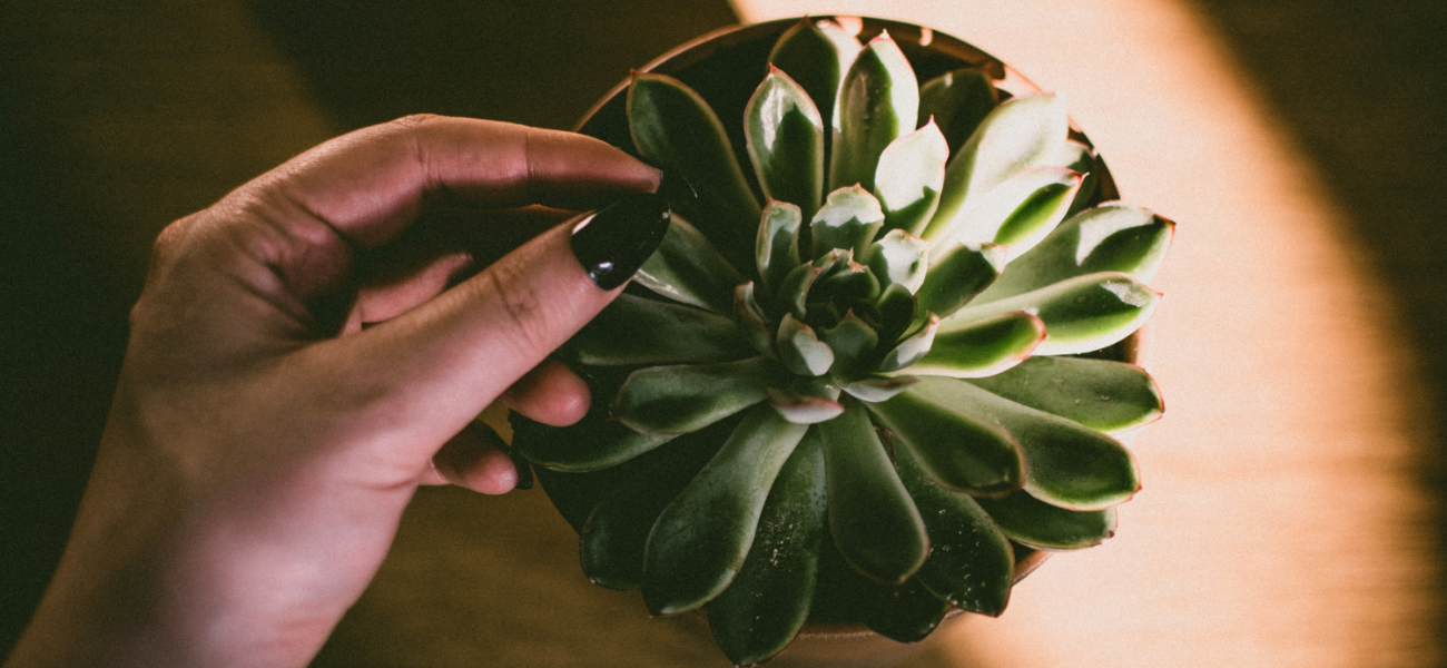 Check the health of your indoor succulents