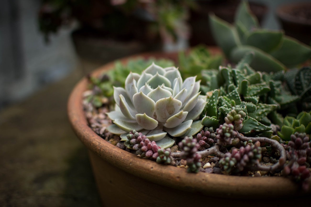 How to care for your succulents in the winter