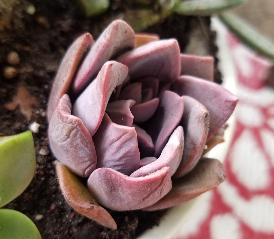 When succulents should be watered in winter - wrinkle