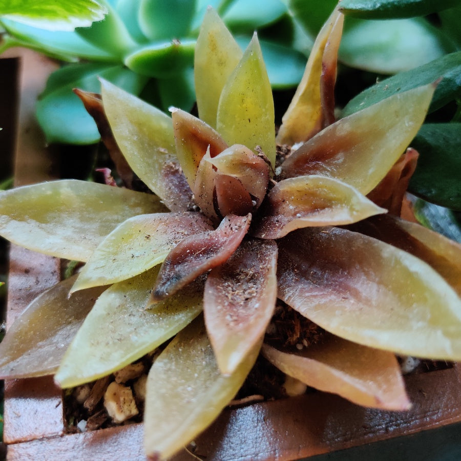 Why Did My Succulents Turn Yellow - Overwatering plants