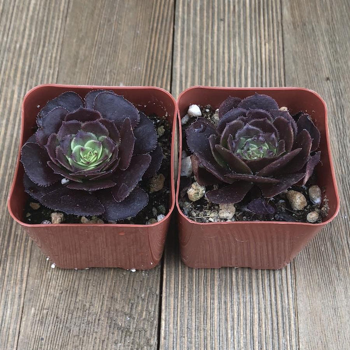 Red Aeonium Velour - Aeonium arboreum Hybrid | Premium Succulents ...