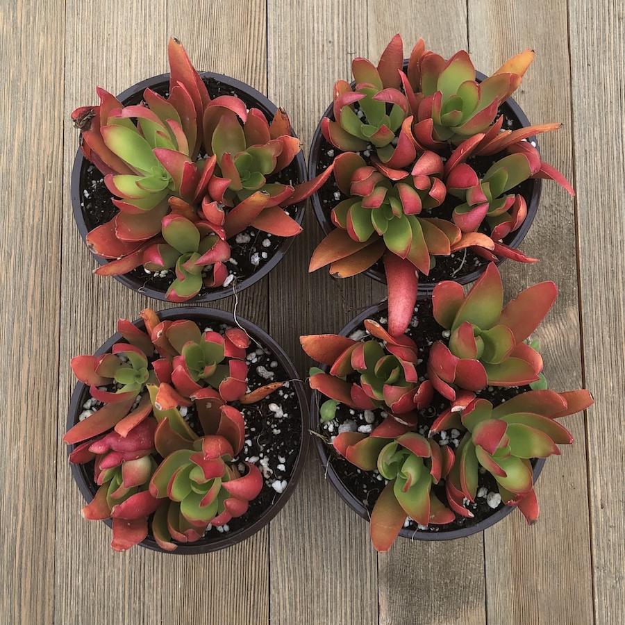 Crassula Campfire Succulent Plant Fire Red Crassula 4 Inch– Harddy