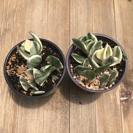 Crassula Baby Jade  Harddy Succulent and Cactus Spotlight blog