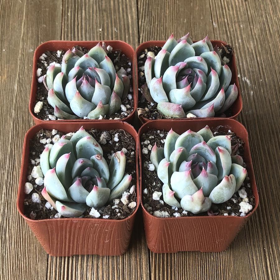 Echeveria Azulita 2 inch For Sale Online– Harddy