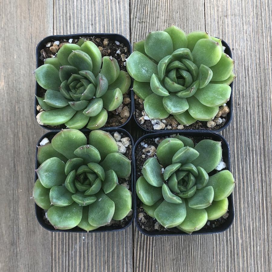 Echeveria Lime and Chile - Hybrid | Premium Succulents Direct From the ...