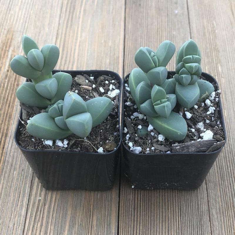 Ice Plant Corpuscularia Lehmannii 2 Inch For Sale Online Harddy