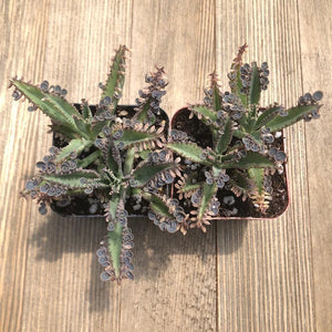Kalanchoe Mother Of Millions Hybrid 2 Inch Packs For Sale Online Harddy