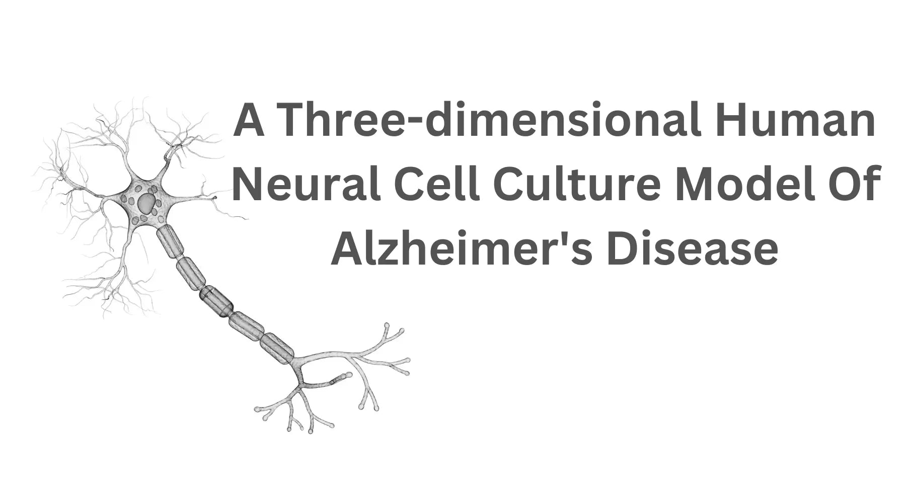 نموذج ثلاثي الأبعاد لثقافة الخلايا العصبية البشرية لمرض الزهايمر