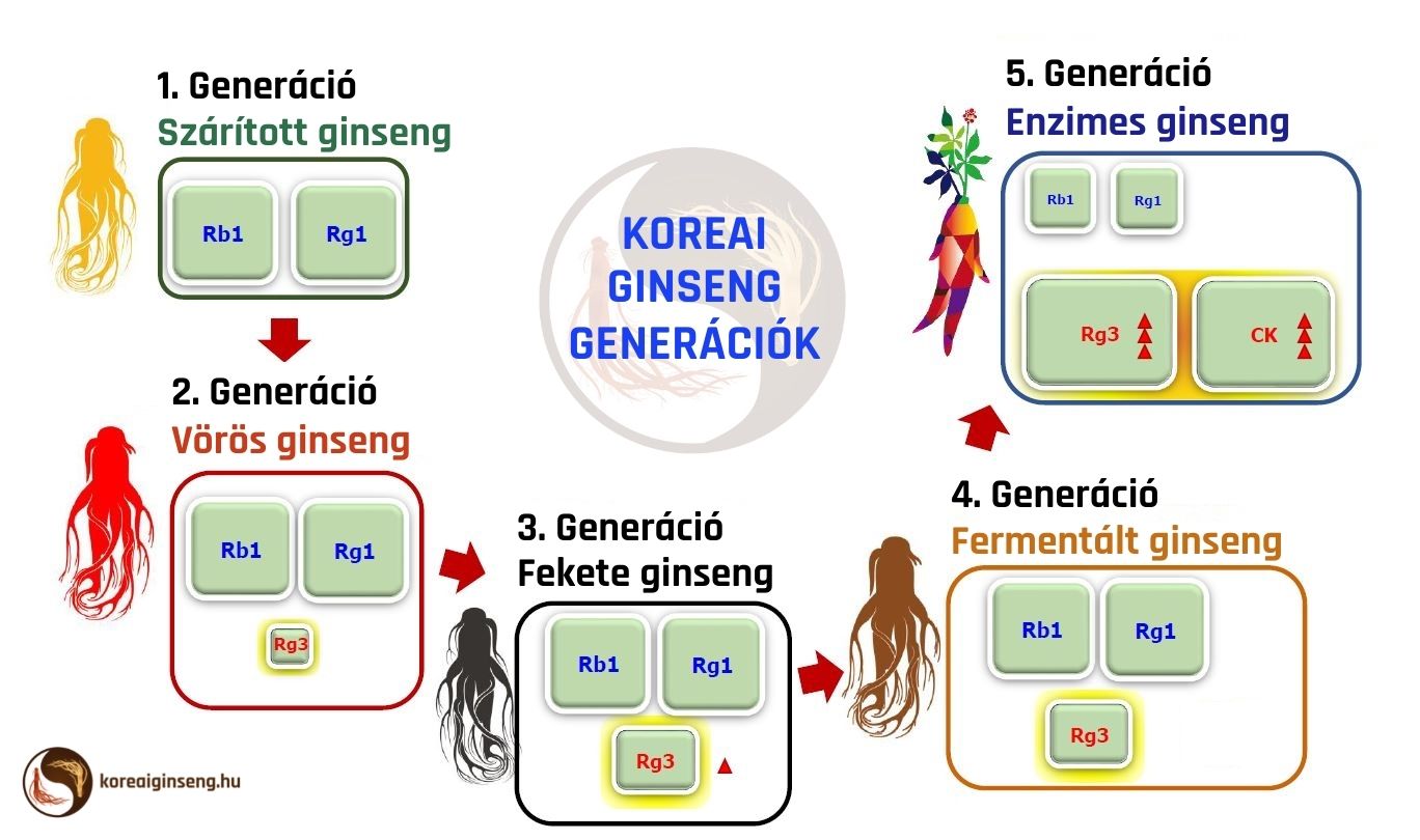 Koreai Ginseng Generációk