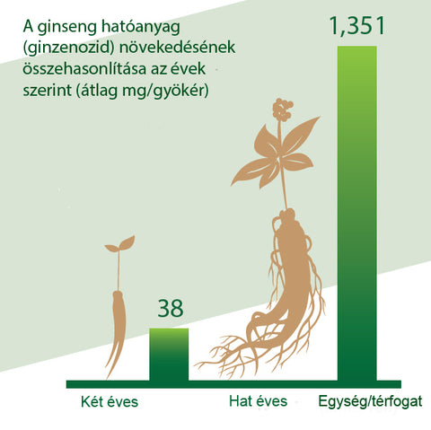 Különbség a 2 éves és a 6 éves ginzeng gyökér között