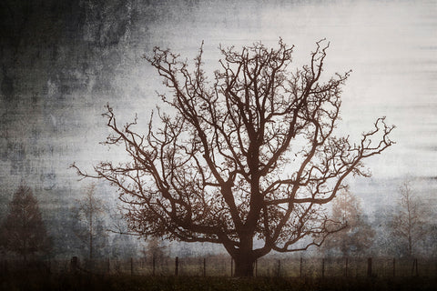 The Walnut Tree
