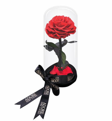 Beauty and the Beast Rose