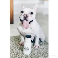 Craft & Culture Original Kefir for Pets