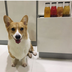 Craft & Culture Original Kombucha for Pets