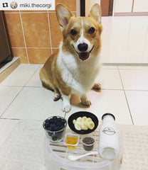 Craft & Culture Original Kefir for Pets