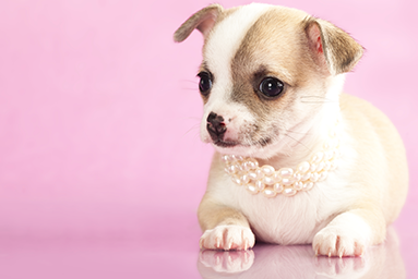 teacup dog accessories