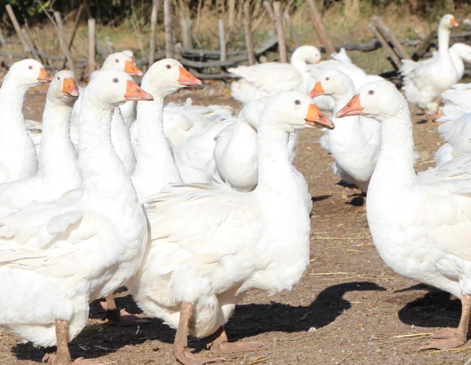 Gänse auf dem Biohof von Adam Nowak. Hier kommt die GANS EINFACH Bio Weihnachtsgans her.