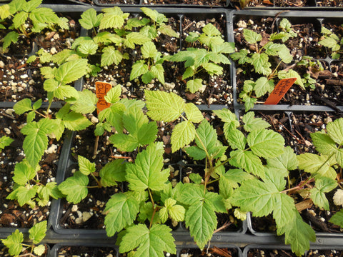 Raspberry plants grown from Scenic Hill Farm root stock at 6 weeks old