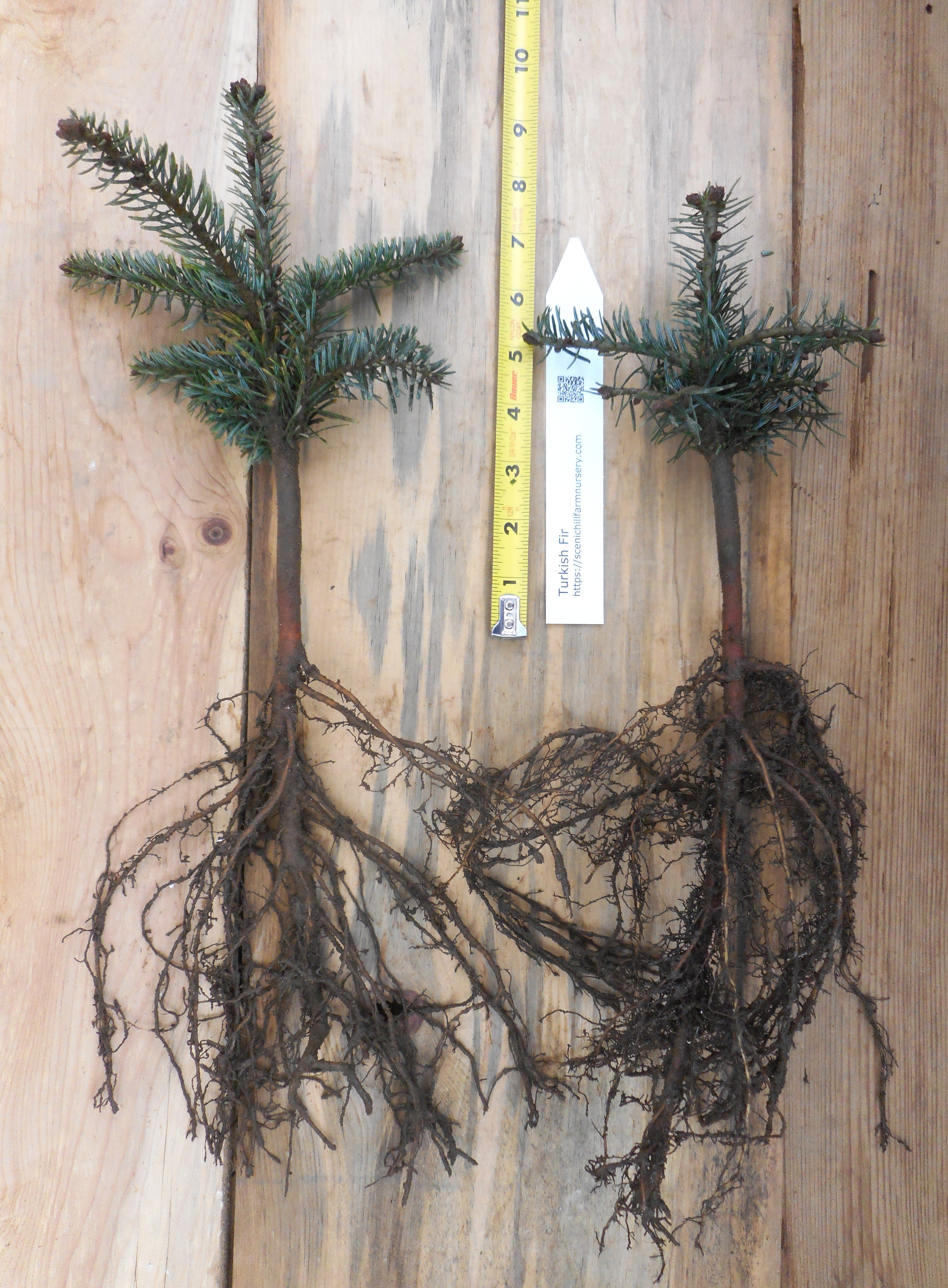 Turkish Fir - 3 YR. Bare Root Trees - Specimen, Windbreak or Christmas Tree
