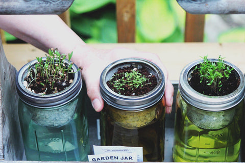 Reuse Glass Jar Seed Sprout Garden