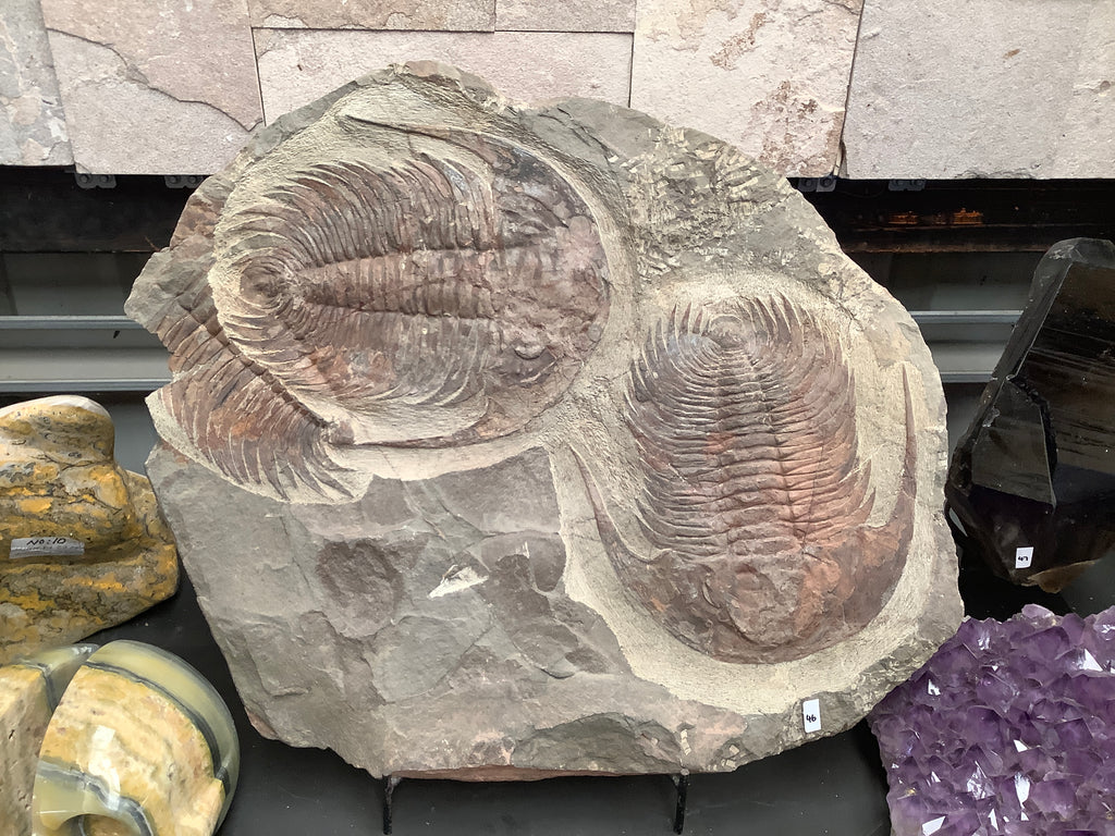 Trilobite Fossil Plate – Crystal World Exhibition Centre