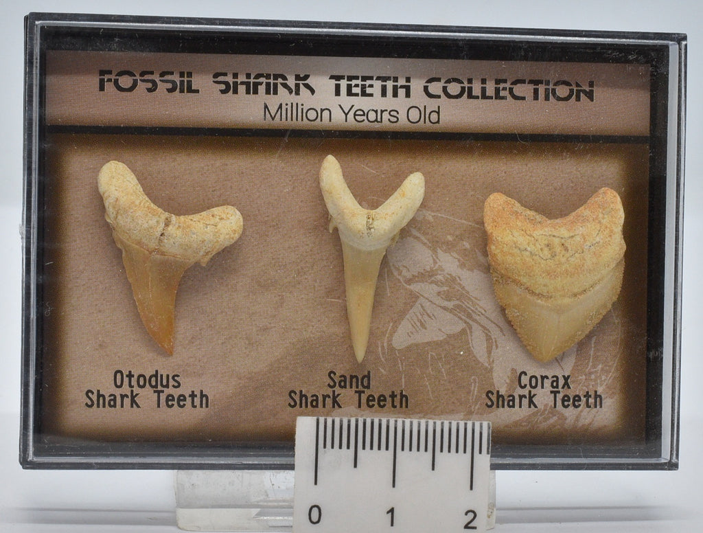 FOSSIL SHARK TEETH COLLECTION IN CASE – Crystal World Exhibition Centre