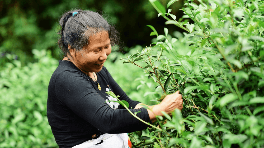 Produktionsrekord für Wuyi Oolong-Tee