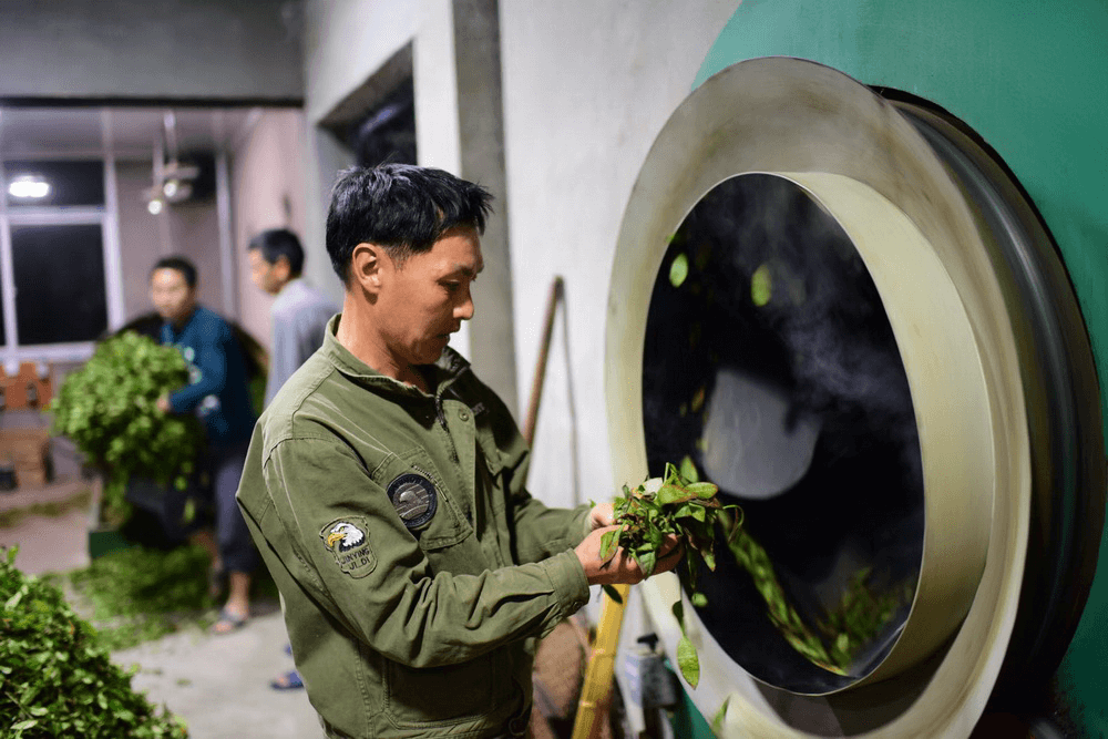 Produktionsrekord für Wuyi Oolong-Tee