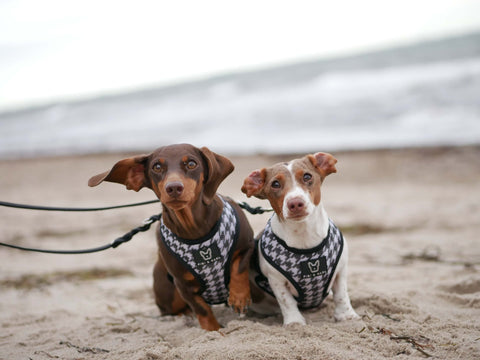 zwei Minidackel am Strand in Fibi & Karl Hundegeschirren