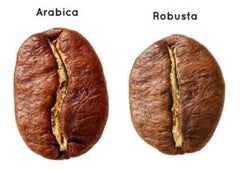 grain-de-cafe-arabica-et-cafe-robusta