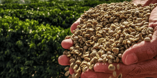 recolte grain de cafe bio mokabox