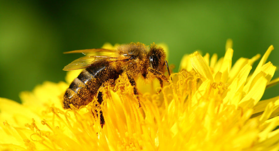 bee pollen