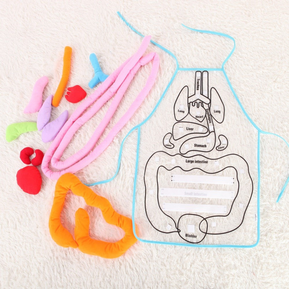 kids anatomy apron