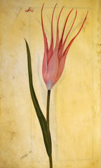 Istanbul Tulip Dagger shaped Needle pointed Tulip Ottoman Empire Treasured Perfect Amsterdam Tulip Museum