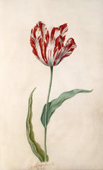 Semper Augustus Leyster Tulip Catalog Tulip Mania