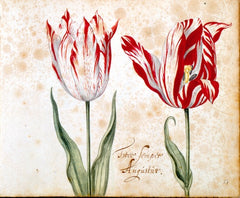 Semper Augustus Tulip Broken Tulip Tulip Mania Tulip Catalog Red and White Tulip
