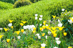 Wild Tulips Field Grass Tree Yellow White
